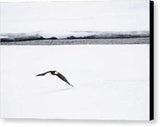 Bald Eagle Fly By - Canvas Print-Lake Tahoe Prints
