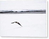 Bald Eagle Fly By - Canvas Print-Lake Tahoe Prints