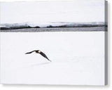 Bald Eagle Fly By - Canvas Print-Lake Tahoe Prints