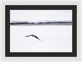 Bald Eagle Fly By - Framed Print-Lake Tahoe Prints