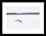 Bald Eagle Fly By - Framed Print-Lake Tahoe Prints