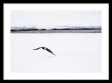 Bald Eagle Fly By - Framed Print-Lake Tahoe Prints