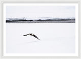 Bald Eagle Fly By - Framed Print-Lake Tahoe Prints