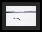 Bald Eagle Fly By - Framed Print-Lake Tahoe Prints