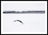 Bald Eagle Fly By - Framed Print-Lake Tahoe Prints