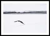 Bald Eagle Fly By - Framed Print-Lake Tahoe Prints