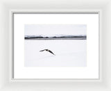 Bald Eagle Fly By - Framed Print-Lake Tahoe Prints