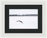 Bald Eagle Fly By - Framed Print-Lake Tahoe Prints