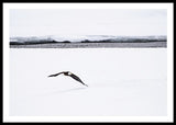 Bald Eagle Fly By - Framed Print-Lake Tahoe Prints