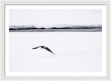 Bald Eagle Fly By - Framed Print-Lake Tahoe Prints