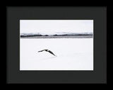 Bald Eagle Fly By - Framed Print-Lake Tahoe Prints
