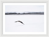 Bald Eagle Fly By - Framed Print-Lake Tahoe Prints