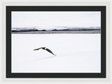 Bald Eagle Fly By - Framed Print-Lake Tahoe Prints