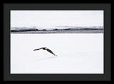 Bald Eagle Fly By - Framed Print-Lake Tahoe Prints