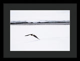 Bald Eagle Fly By - Framed Print-Lake Tahoe Prints