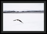 Bald Eagle Fly By - Framed Print-Lake Tahoe Prints