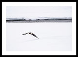 Bald Eagle Fly By - Framed Print-Lake Tahoe Prints