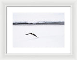 Bald Eagle Fly By - Framed Print-Lake Tahoe Prints