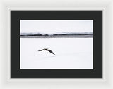 Bald Eagle Fly By - Framed Print-Lake Tahoe Prints