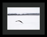 Bald Eagle Fly By - Framed Print-Lake Tahoe Prints