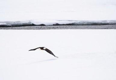 Bald Eagle Fly By - Art Print-Lake Tahoe Prints