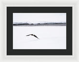 Bald Eagle Fly By - Framed Print-Lake Tahoe Prints