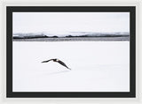Bald Eagle Fly By - Framed Print-Lake Tahoe Prints