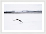 Bald Eagle Fly By - Framed Print-Lake Tahoe Prints