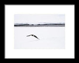 Bald Eagle Fly By - Framed Print-Lake Tahoe Prints