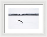 Bald Eagle Fly By - Framed Print-Lake Tahoe Prints