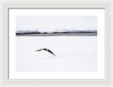 Bald Eagle Fly By - Framed Print-Lake Tahoe Prints