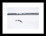 Bald Eagle Fly By - Framed Print-Lake Tahoe Prints
