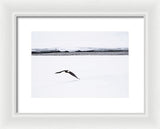 Bald Eagle Fly By - Framed Print-Lake Tahoe Prints