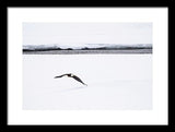 Bald Eagle Fly By - Framed Print-Lake Tahoe Prints