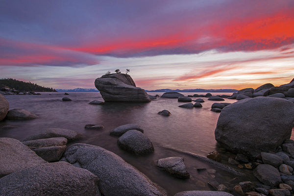 Bonsai Rock On Fire - Art Print