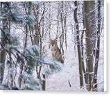 Coyote In The Aspens - Canvas Print-Lake Tahoe Prints