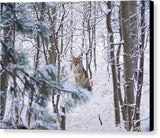 Coyote In The Aspens - Canvas Print-Lake Tahoe Prints