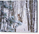 Coyote In The Aspens - Canvas Print-Lake Tahoe Prints