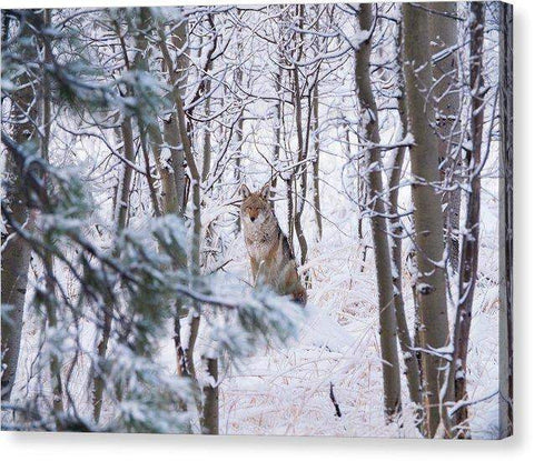 Coyote In The Aspens - Canvas Print-Lake Tahoe Prints