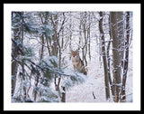 Coyote In The Aspens - Framed Print-Lake Tahoe Prints