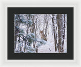 Coyote In The Aspens - Framed Print-Lake Tahoe Prints