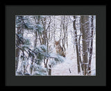 Coyote In The Aspens - Framed Print-Lake Tahoe Prints