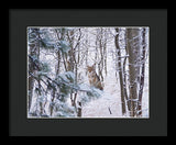 Coyote In The Aspens - Framed Print-Lake Tahoe Prints