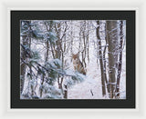 Coyote In The Aspens - Framed Print-Lake Tahoe Prints