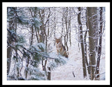 Coyote In The Aspens - Framed Print-Lake Tahoe Prints