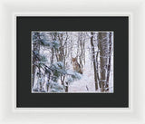 Coyote In The Aspens - Framed Print-Lake Tahoe Prints