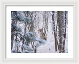 Coyote In The Aspens - Framed Print-Lake Tahoe Prints