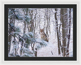 Coyote In The Aspens - Framed Print-Lake Tahoe Prints