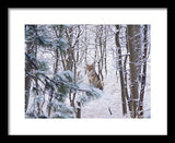 Coyote In The Aspens - Framed Print-Lake Tahoe Prints