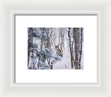Coyote In The Aspens - Framed Print-Lake Tahoe Prints